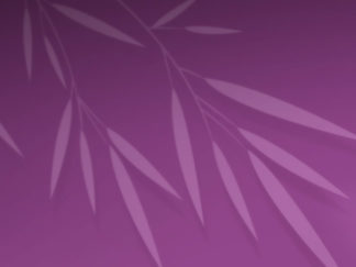 Animations Flash Robusta