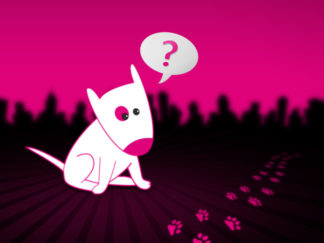 Webdesign et animation Flash site UnChienEnVille